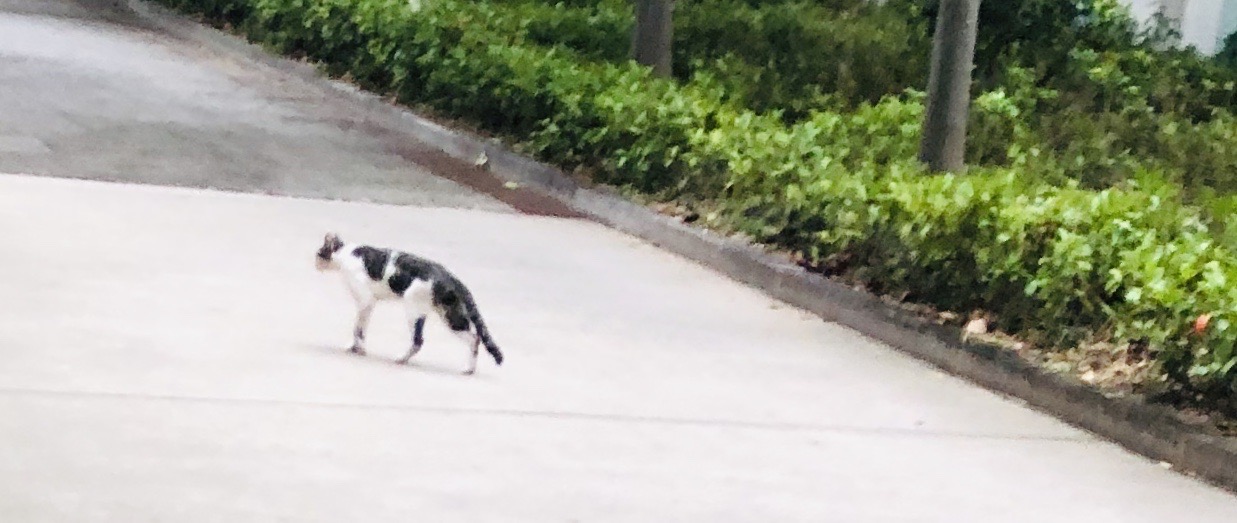 猫图片|宠物猫|猫咪|