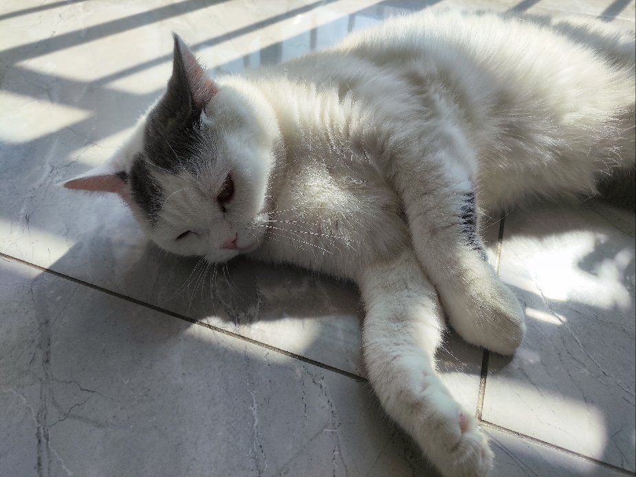 猫图片|宠物猫|猫咪|