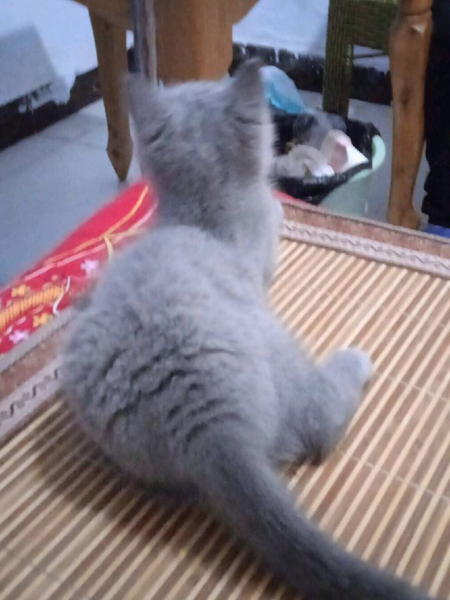 猫图片|宠物猫|猫咪|