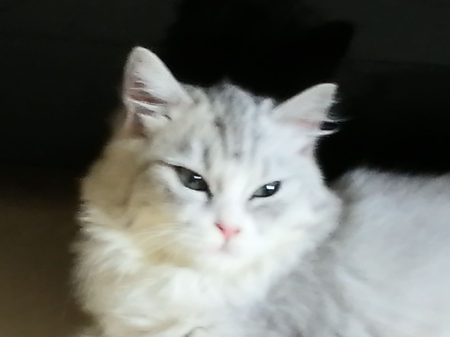 猫图片|宠物猫|猫咪|