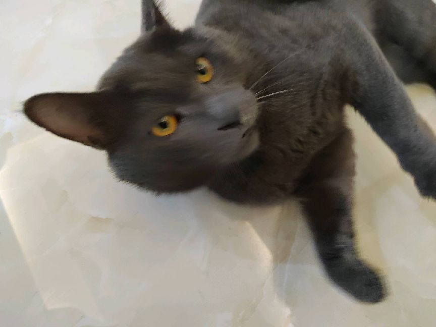 猫图片|宠物猫|猫咪|