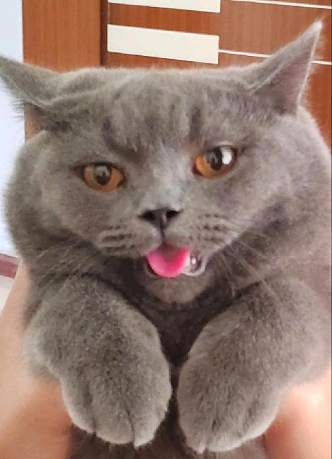 猫图片|宠物猫|猫咪|