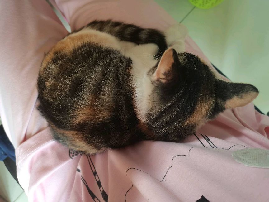 猫图片|宠物猫|猫咪|