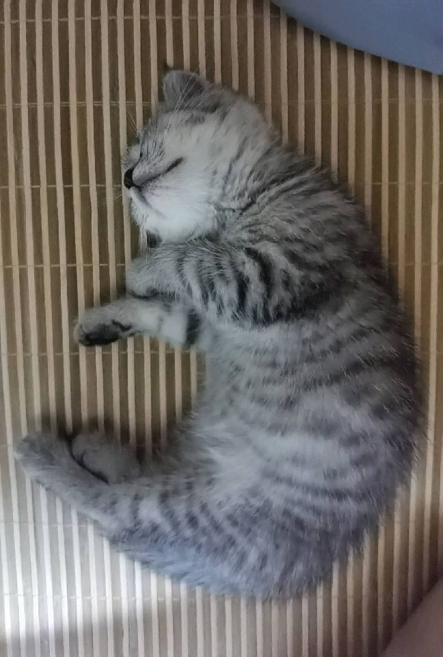 猫图片|宠物猫|猫咪|