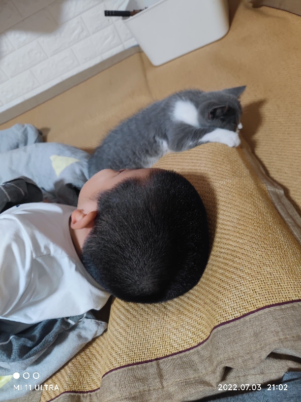 猫图片|宠物猫|猫咪|