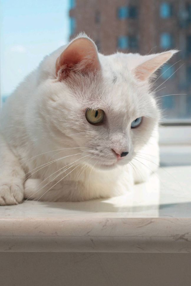 猫图片|宠物猫|猫咪|