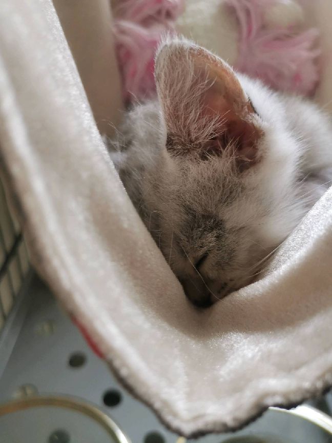 猫图片|宠物猫|猫咪|