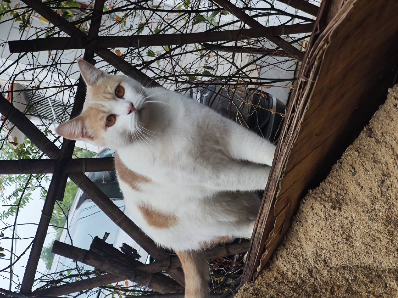 猫图片|宠物猫|猫咪|