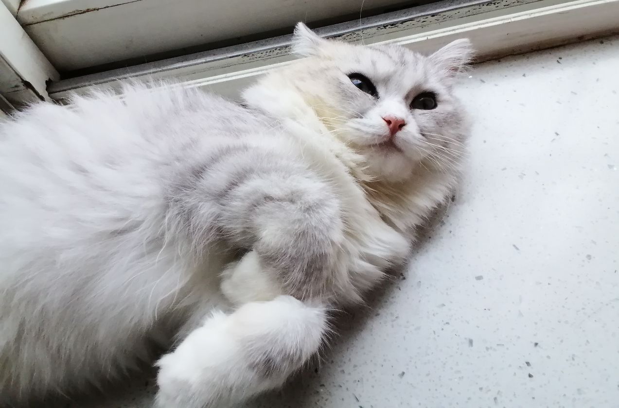 猫图片|宠物猫|猫咪|