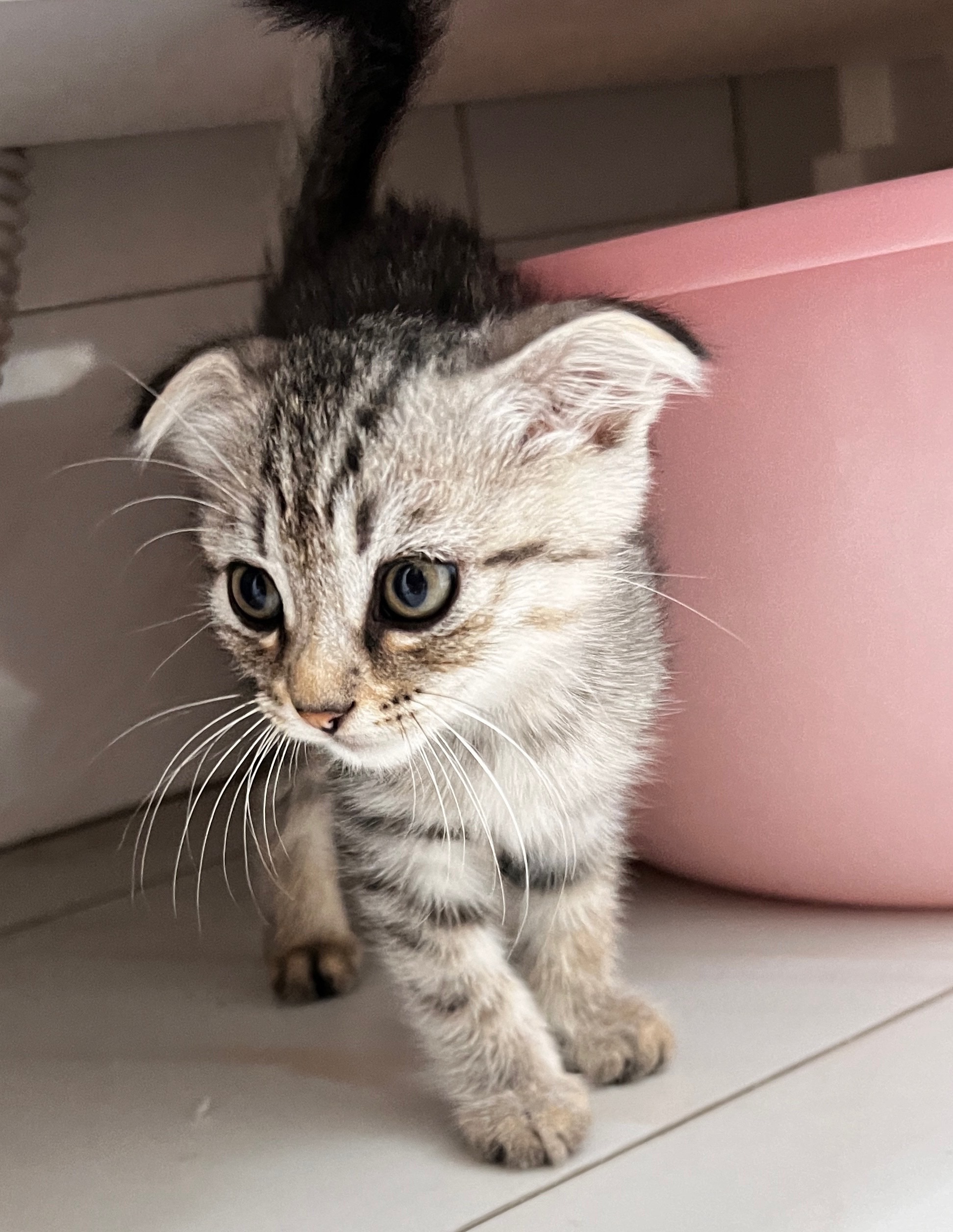 猫图片|宠物猫|猫咪|