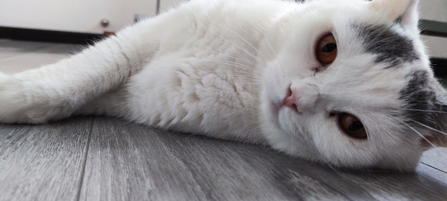 猫图片|宠物猫|猫咪|