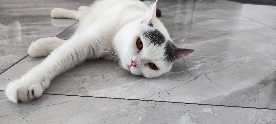 猫图片|宠物猫|猫咪|