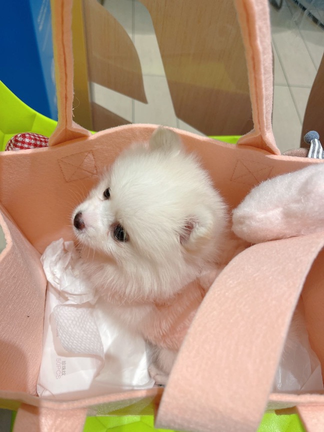 猫图片|宠物猫|猫咪|