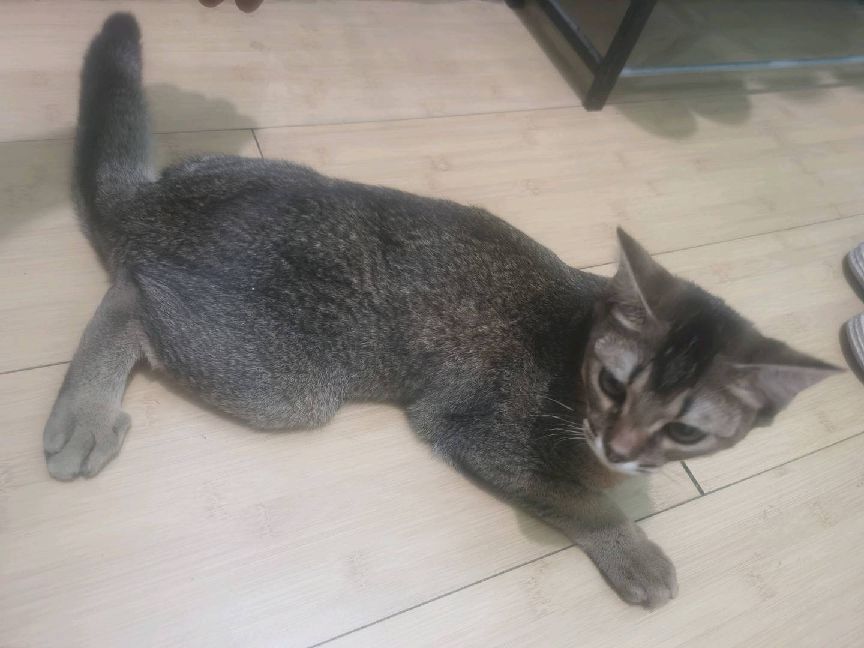 猫图片|宠物猫|猫咪|