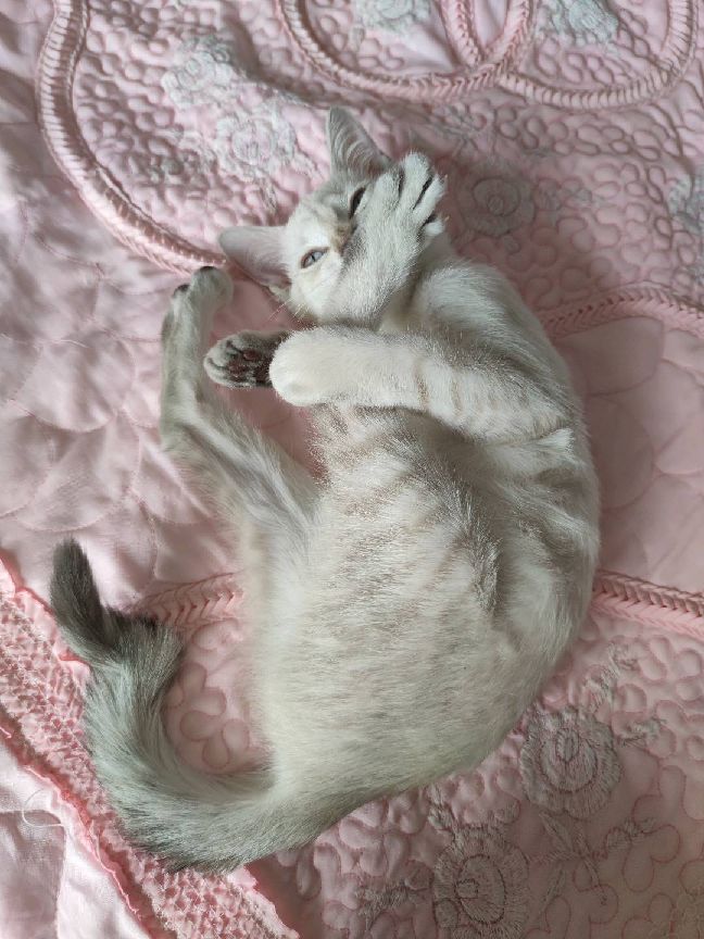 猫图片|宠物猫|猫咪|