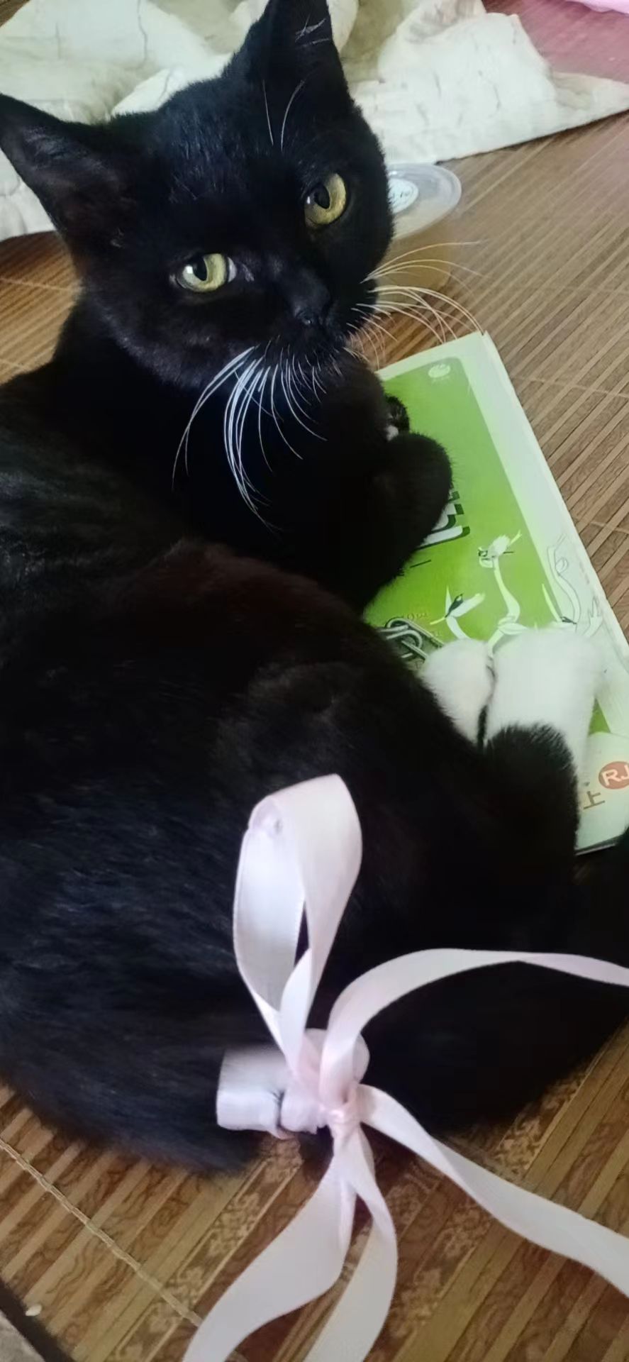 猫图片|宠物猫|猫咪|