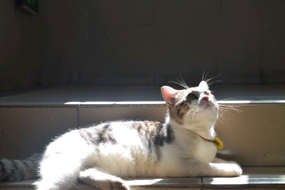 猫图片|宠物猫|猫咪|