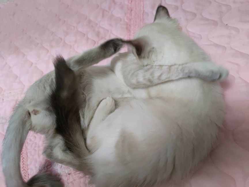 猫图片|宠物猫|猫咪|