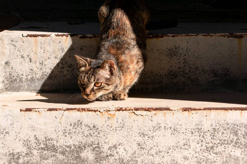 猫图片|宠物猫|猫咪|