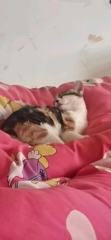 猫图片|宠物猫|猫咪|