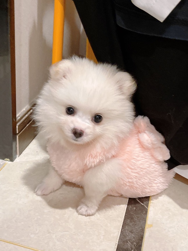 猫图片|宠物猫|猫咪|