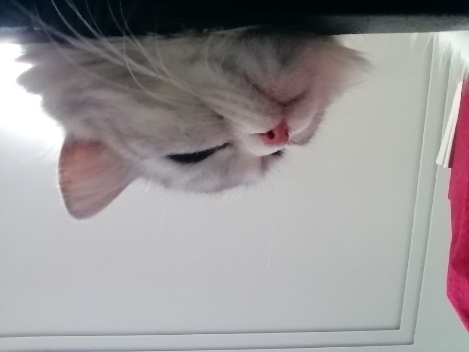 猫图片|宠物猫|猫咪|