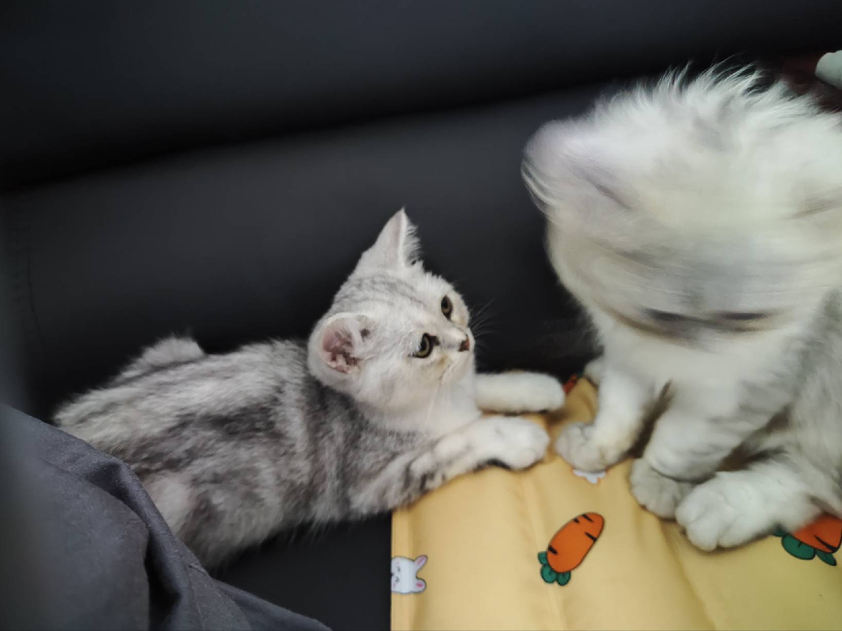 猫图片|宠物猫|猫咪|