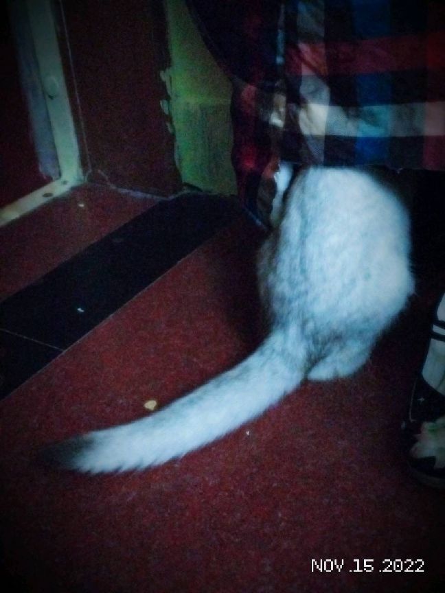 猫图片|宠物猫|猫咪|