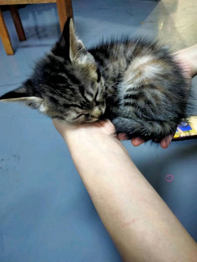 猫图片|宠物猫|猫咪|