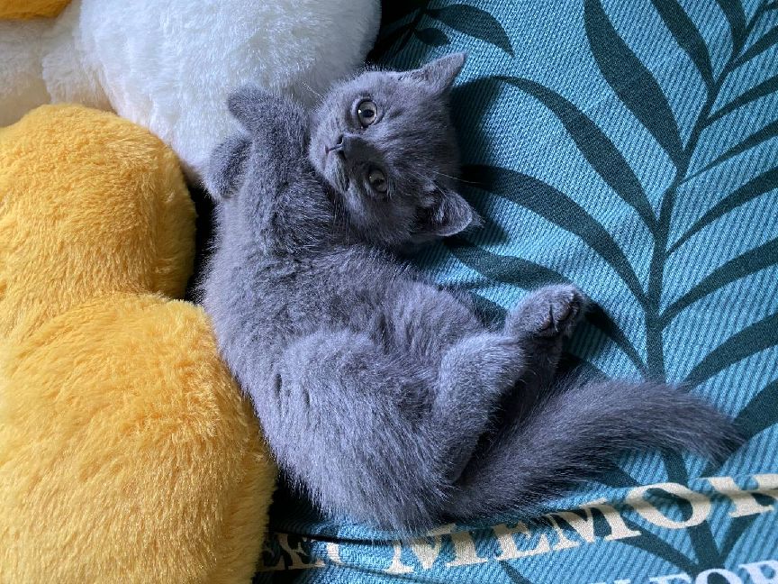 猫图片|宠物猫|猫咪|