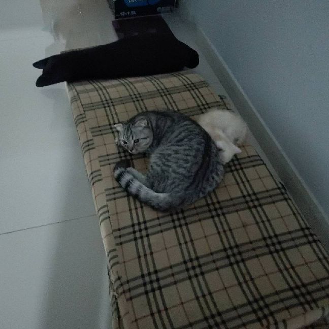 猫图片|宠物猫|猫咪|