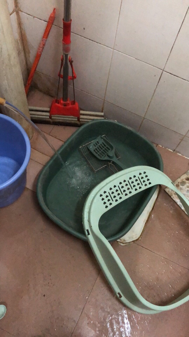 猫图片|宠物猫|猫咪|