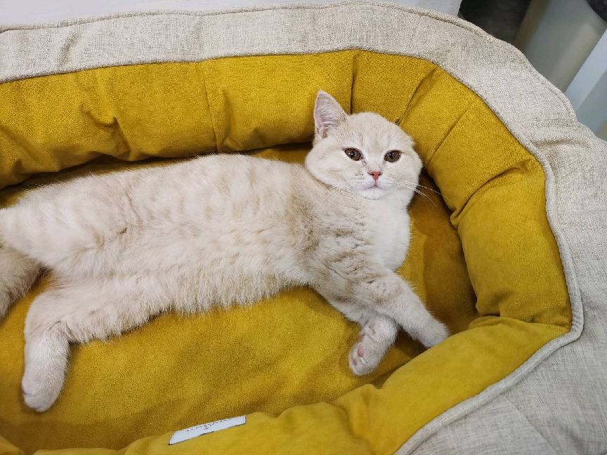 猫图片|宠物猫|猫咪|