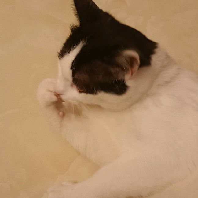 猫图片|宠物猫|猫咪|