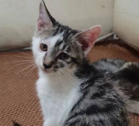 猫图片|宠物猫|猫咪|