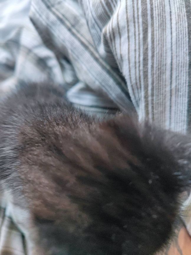 猫图片|宠物猫|猫咪|