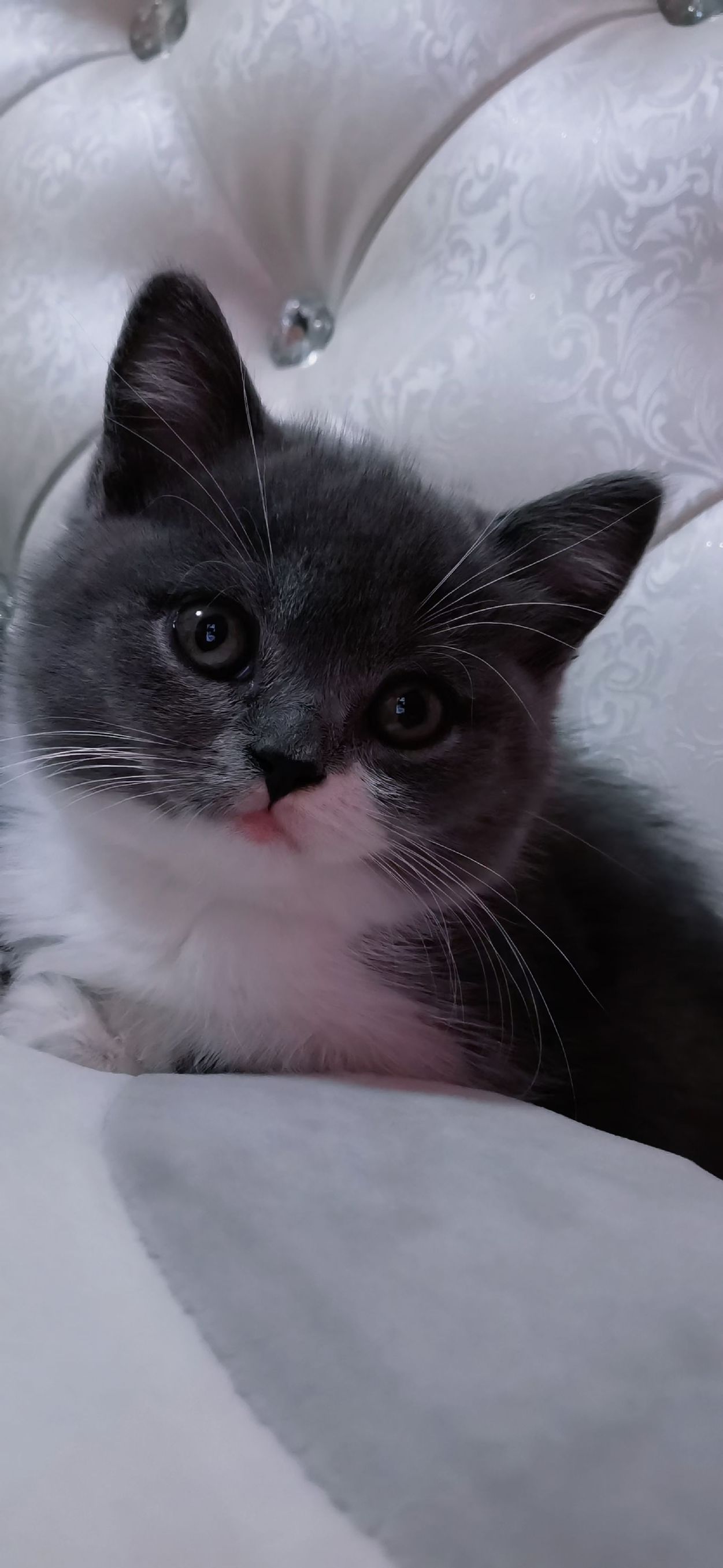 猫图片|宠物猫|猫咪|