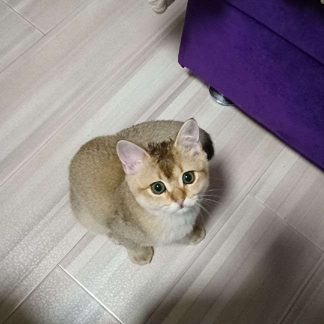 猫图片|宠物猫|猫咪|