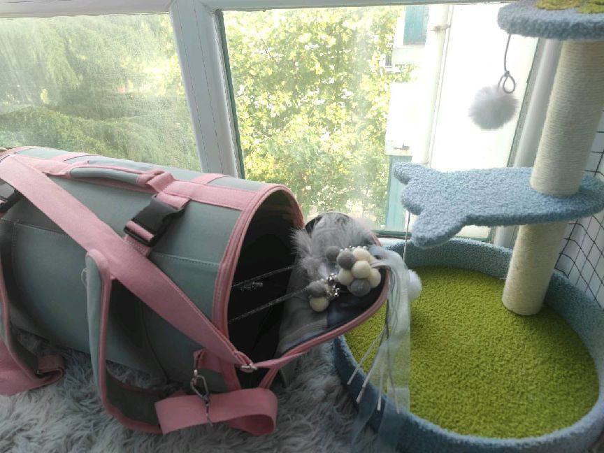 猫图片|宠物猫|猫咪|