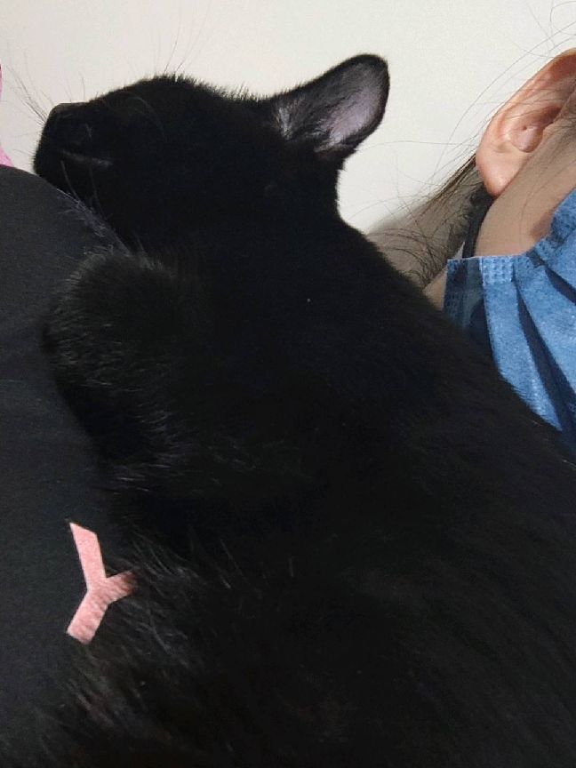 猫图片|宠物猫|猫咪|