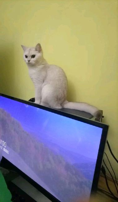 猫图片|宠物猫|猫咪|