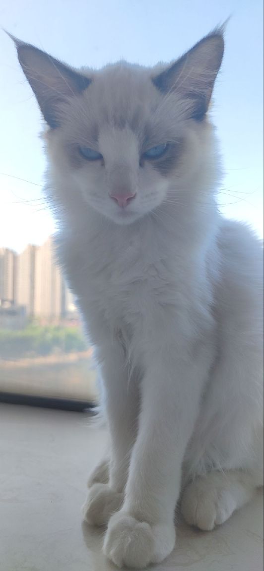 猫图片|宠物猫|猫咪|