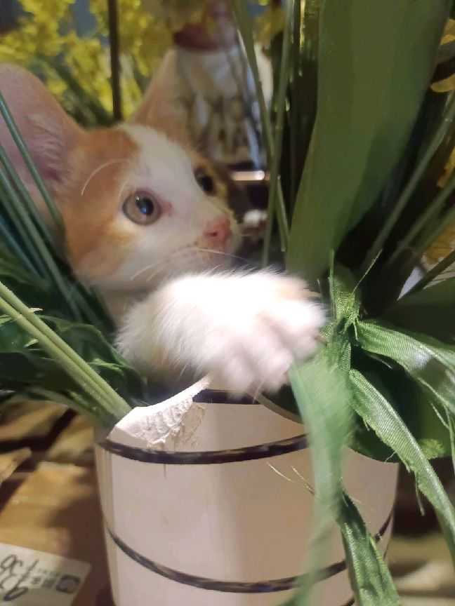 猫图片|宠物猫|猫咪|