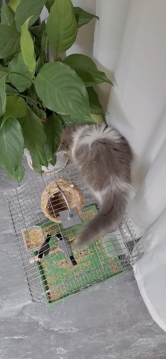 猫图片|宠物猫|猫咪|