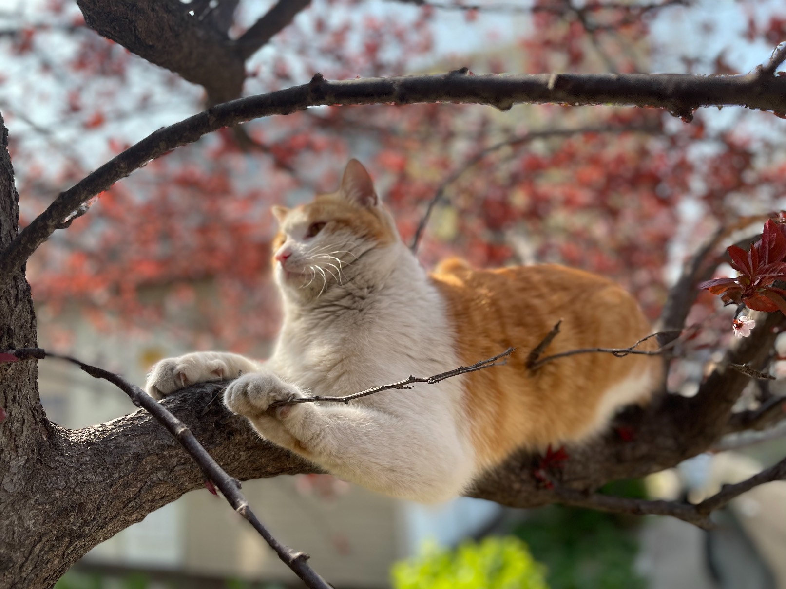 猫图片|宠物猫|猫咪|