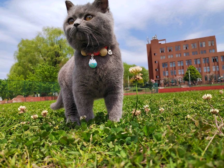 猫图片|宠物猫|猫咪|