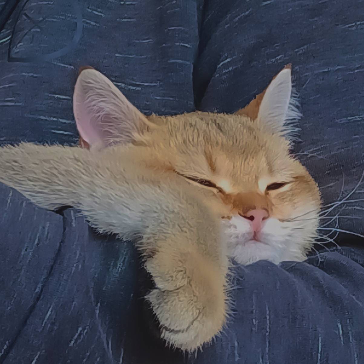 猫图片|宠物猫|猫咪|