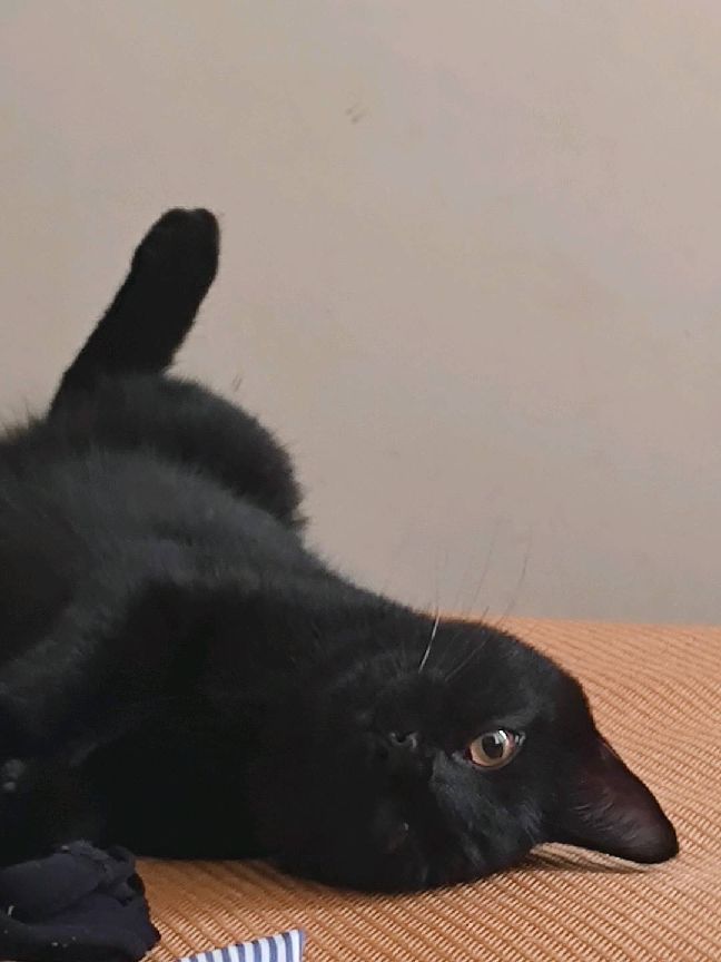 猫图片|宠物猫|猫咪|