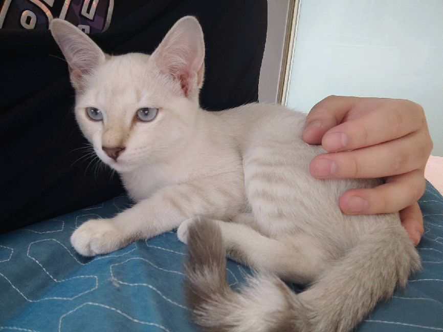 猫图片|宠物猫|猫咪|