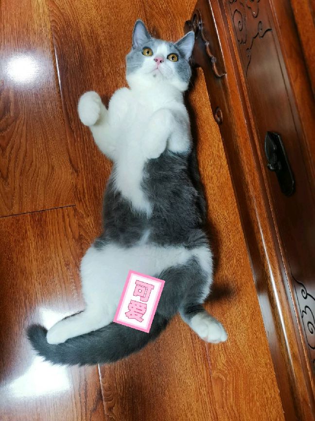 猫图片|宠物猫|猫咪|